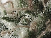 IDENTIFICACIÓN DE MARIHUANA EN EL LUGAR DE INVESTIGACIÓN